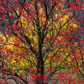 Col d'Ornon, sorbier des oiseleurs (Sorbus aucuparia L.)