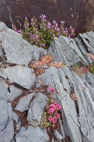 Joubarbe à toile d'araignée, Sempervivum arachnoideum