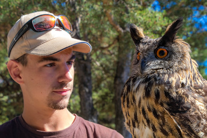 Parc animalier de Serre-Ponçon, Hibou grand-duc, Bubo bubo
