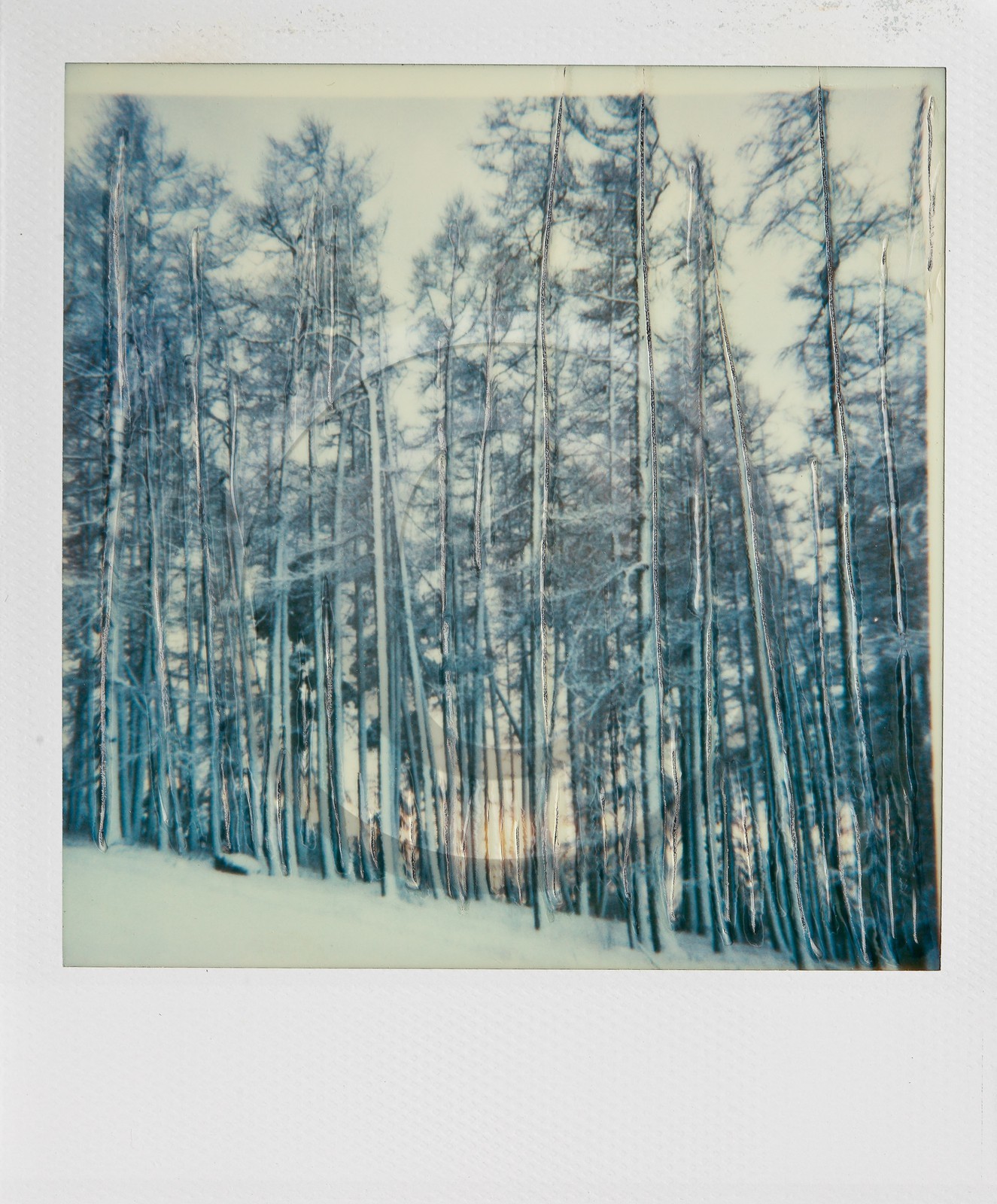 Exposition Arbres et petites forêts, éloge de la biodiversité