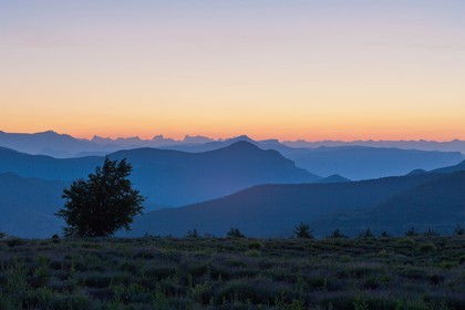 Champs de lavandes et la chaine des Ecrins