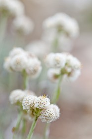 Pied de chat des Carpates, Antennaire des Carpates, Antennaria capartica
