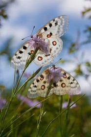 papillon, apollon, parnassius apollo