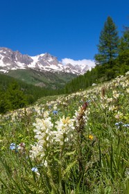 Pédiculaire tubéreuse, Pedicularis tuberosa