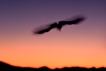 Chocard à bec jaune, Pyrrhocorax graculus