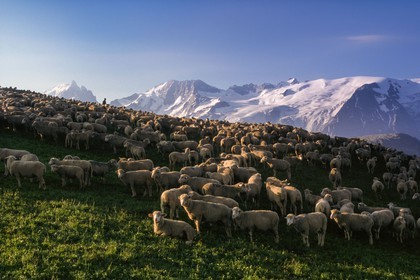 Alpage du plateau d'Emparis