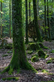ENS de l'Isère,Tourbières du Peuil