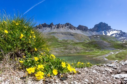 Lac de l'Orrenaye, potentille