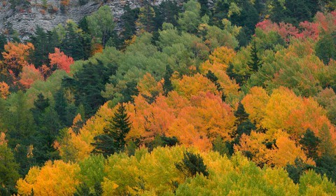 Forêt automne