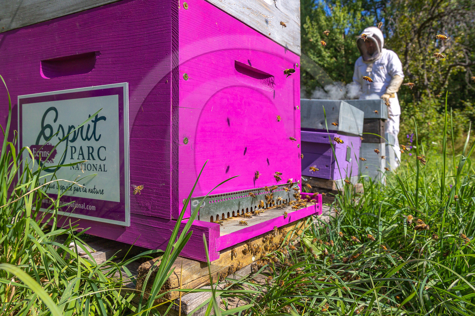 Jean-Jacques Daubert - Apiculteur