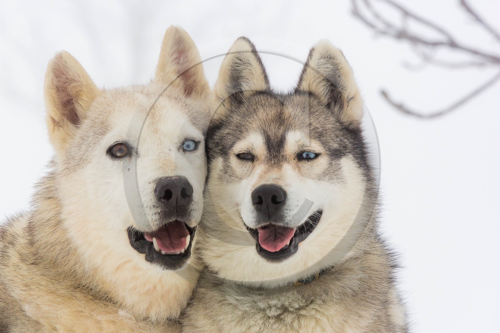 Pays de Serre-Ponçon, Réallon, EdenGaia, chiens de traineau