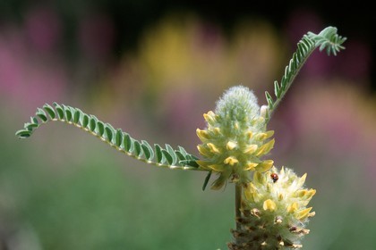 Astragale queue de renard, Astragalus alopecuroides L.