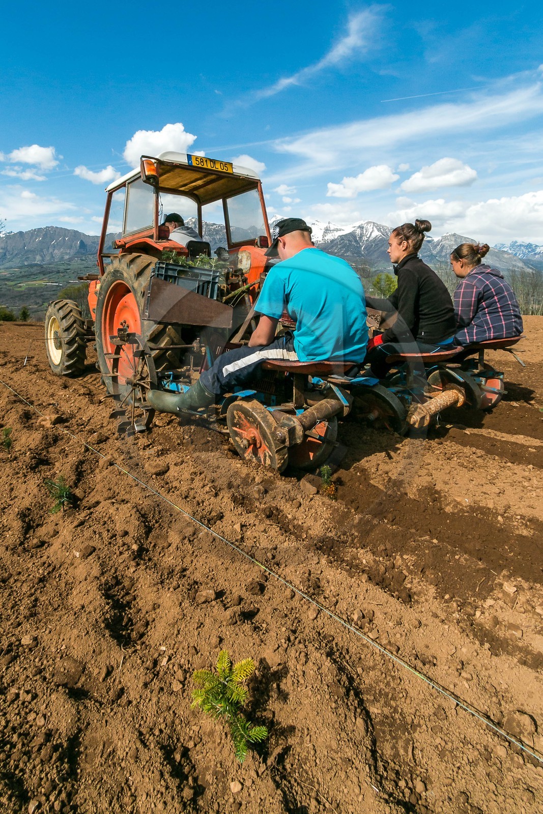 Pépinière Robin, producteur de sapin de Noël