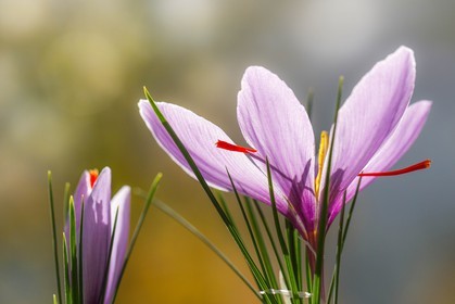 safran, le crocus sativus