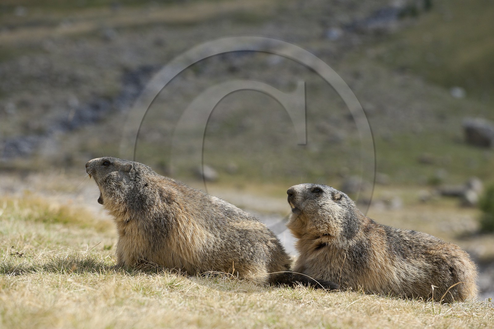 Marmotte des Alpes ( Marmota marmota )