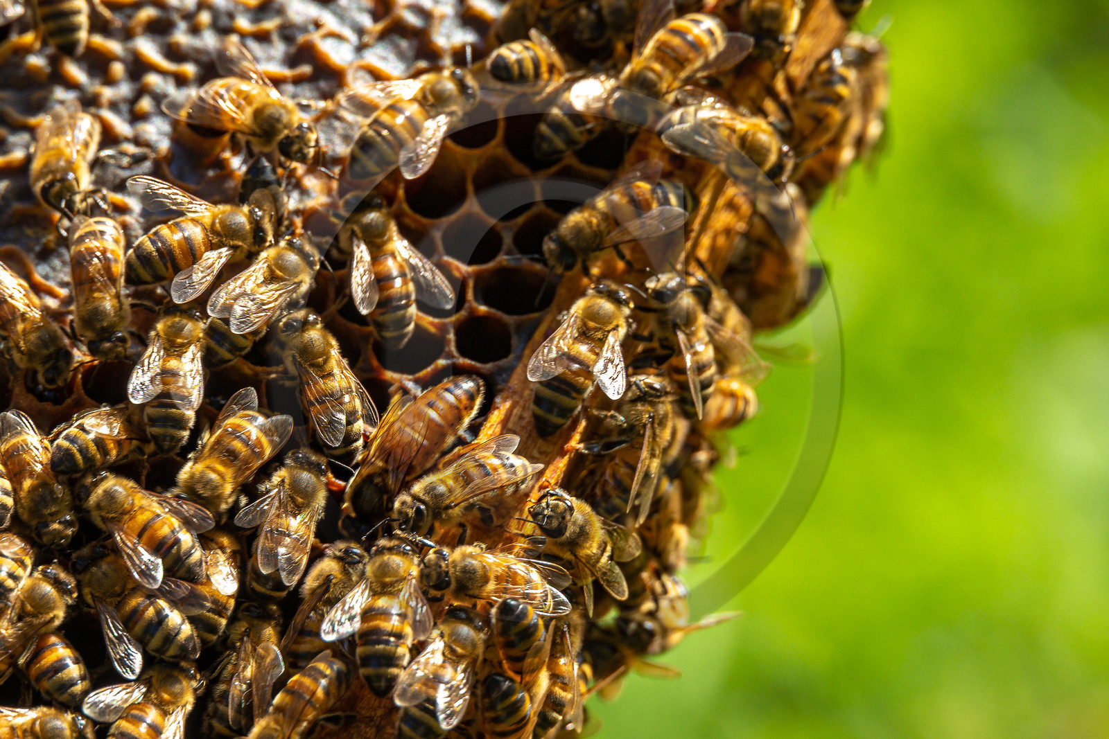 Jean-Jacques Daubert - Apiculteur