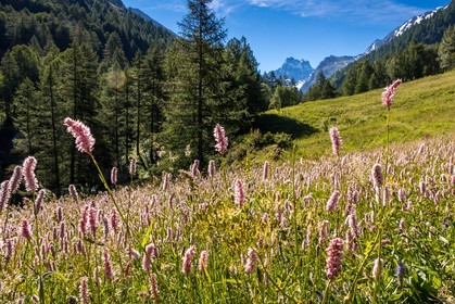 Parc naturel régional du Queyras