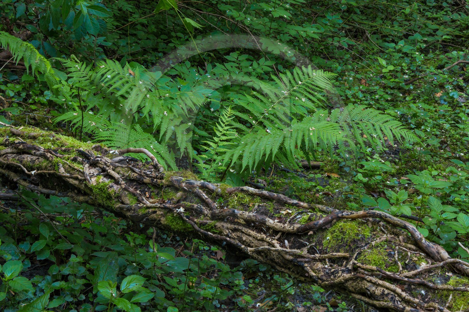 ENS de l'Isère, bois de la Bâtie