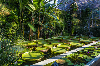 Serre au nénuphars géants,  Victoria Amazonica