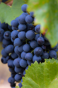 Domaine du Mont Guillaume, cépage le Mollard