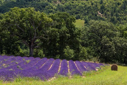 vallée des Duyes, Thoard