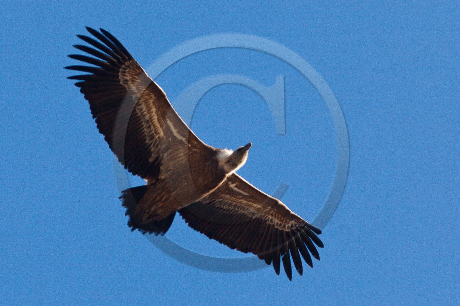 Vautour fauve, Gyps fulvus