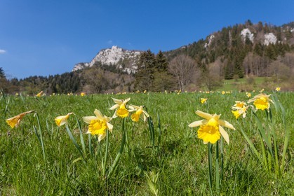 Jonquille, Narcissus jonquilla