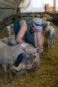 Ferme des Bichoux