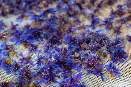 Les cueillettes du Lauzet, Bleuet des champs, Centaurea cyanus