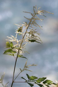 Barbe de bouc, Aruncus dioicus