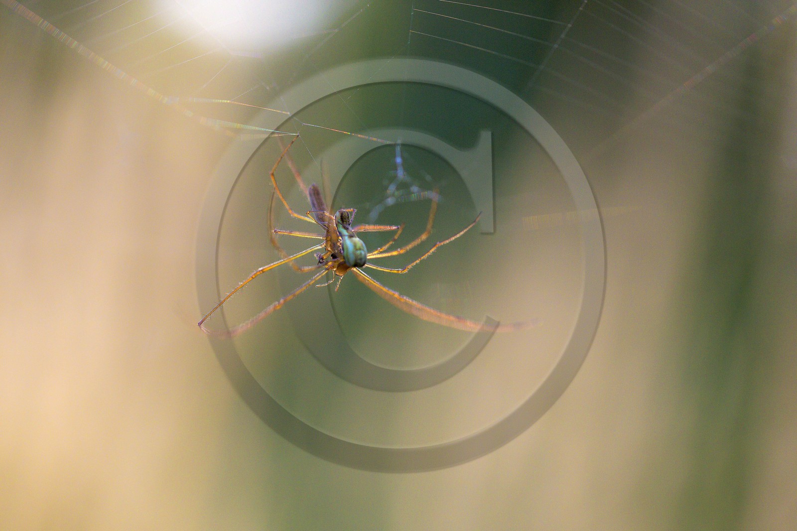 ENS de l'Isère, , le méandre des Oves