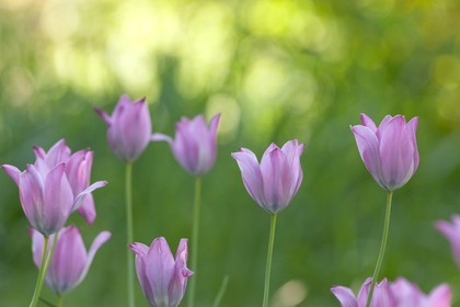 Tulipe de Guillestre, Tulipa platystigma