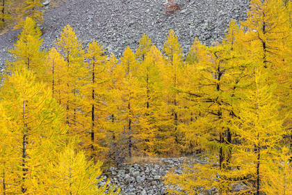 Mélèze d'Europe, Larix decidua