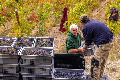 Domaine du Mont Guillaume
