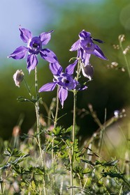 Ancolie des Alpes, Aquilegia alpina