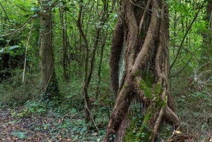 ENS de l'Isère, bois de la Bâtie