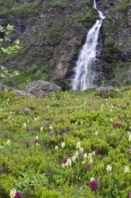 orchis sureau et Cascade du Voile de la Mariée