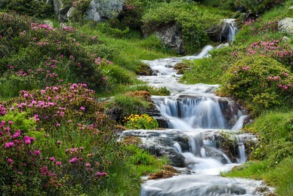 Rhododendrons