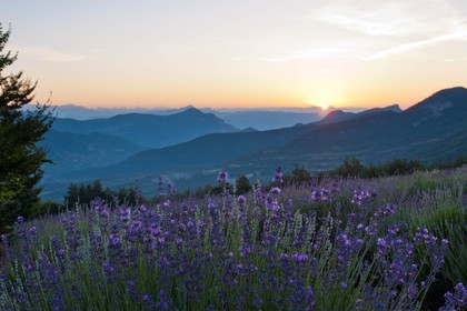 Champs de lavandes et la chaine des Ecrins