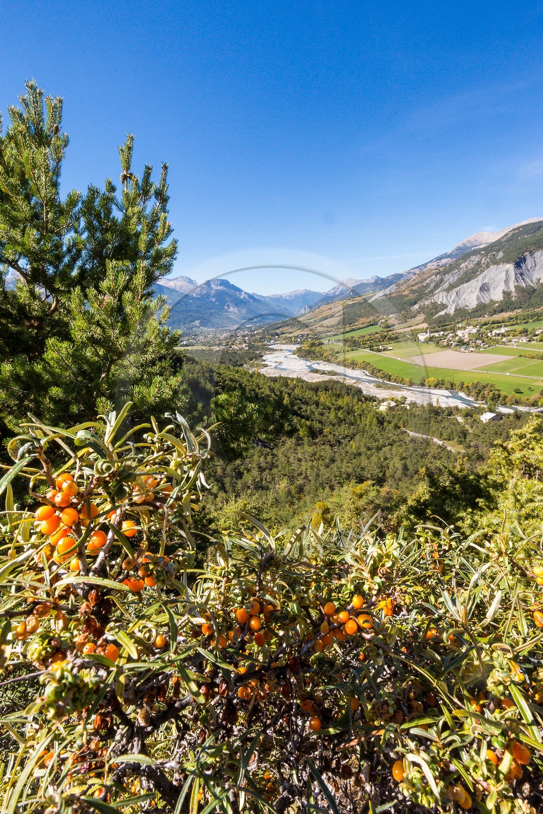David Viveau agriculteur, producteur de baies d'argousier