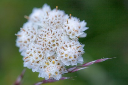 Pied de chat des Carpates, Antennaire des Carpates, Antennaria capartica