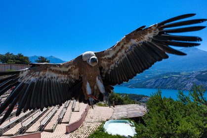 Parc animalier de Serre-Ponçon, vautour fauve, Gyps fulvus