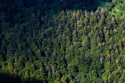 Bois du Chapitre, forêt domaniale de Gap-Chaudun