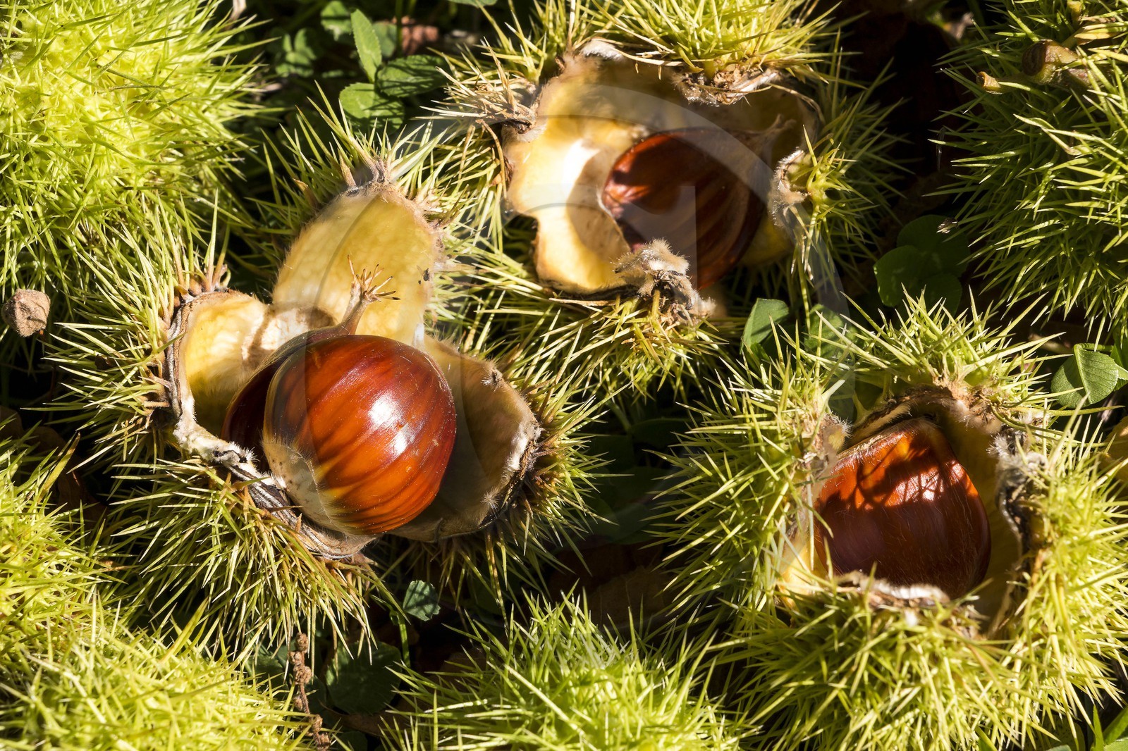 Valdeblore, Saint-Dalmas, chataigneraie de Monsieur Morino