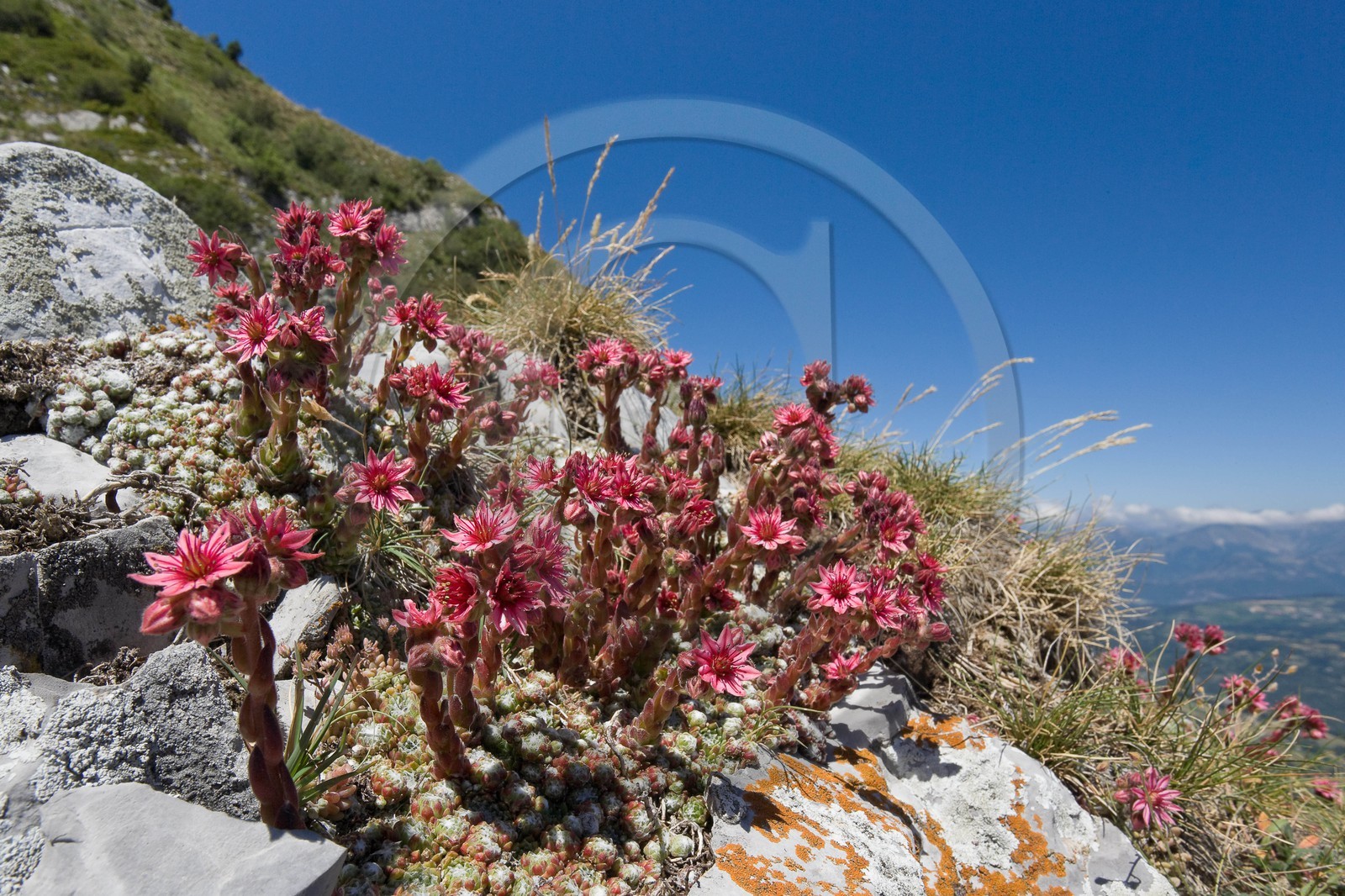 Joubarbe à toile d'araignée, Sempervivum arachnoideum