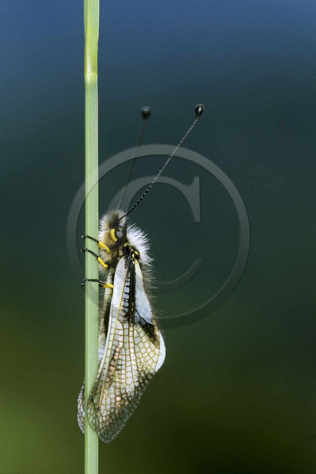 papillon, ascalaphe, Ascalaphidae