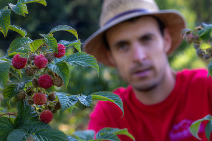 Ecrins de fruits, producteur de fruits rouges