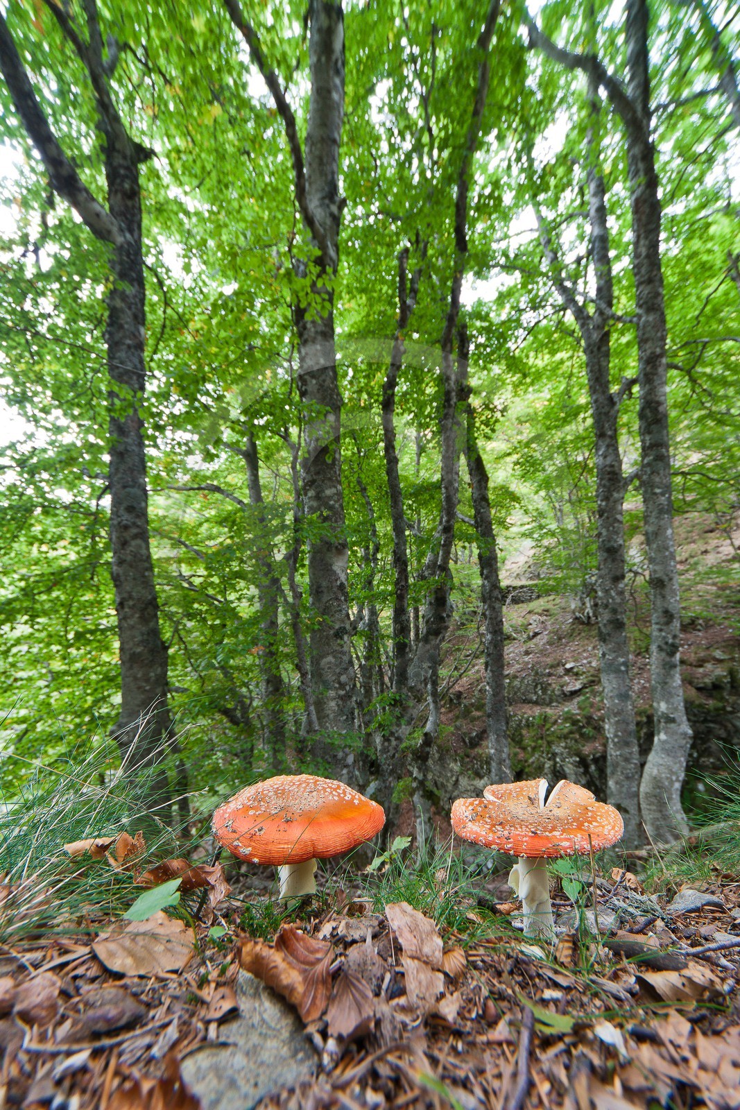 Parc national des Cévennes, Champignon Amanite tue-mouches, Amanita muscaria