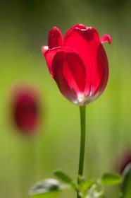Tulipe , Tulipa aximensis