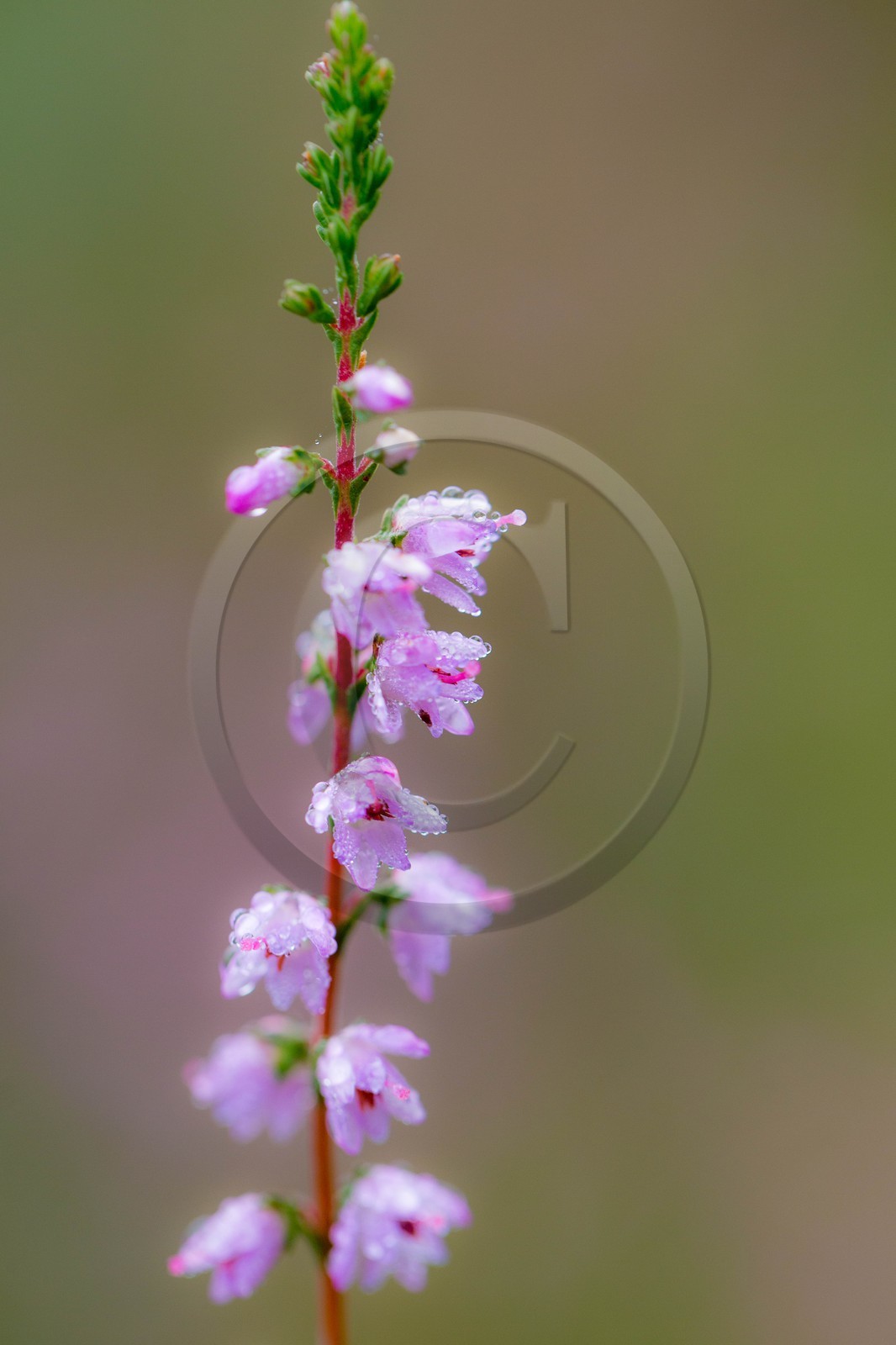 ENS de l'Isère, Tourbière des Planchettes